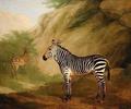 [Zebra]