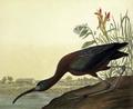 [Glossy Ibis, from Birds of America]