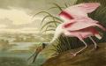 [Roseate Spoonbill]