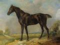 [Golding Constable's Black Riding-Horse]