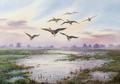 [White Fronted Geese Alighting]