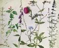 [Eight Studies of Wild Flowers]