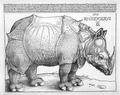 [The Rhinoceros]