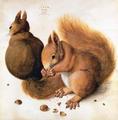 [Squirrels]