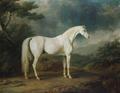 [White Horse in a Wooded Landscape]
