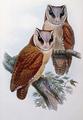 [Bay Owl]