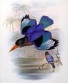 [Many-Colored Kingfisher]