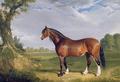 [A Clydesdale Stallion]