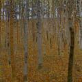 [Beech Forest]