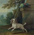 [Zaza, the Dog]